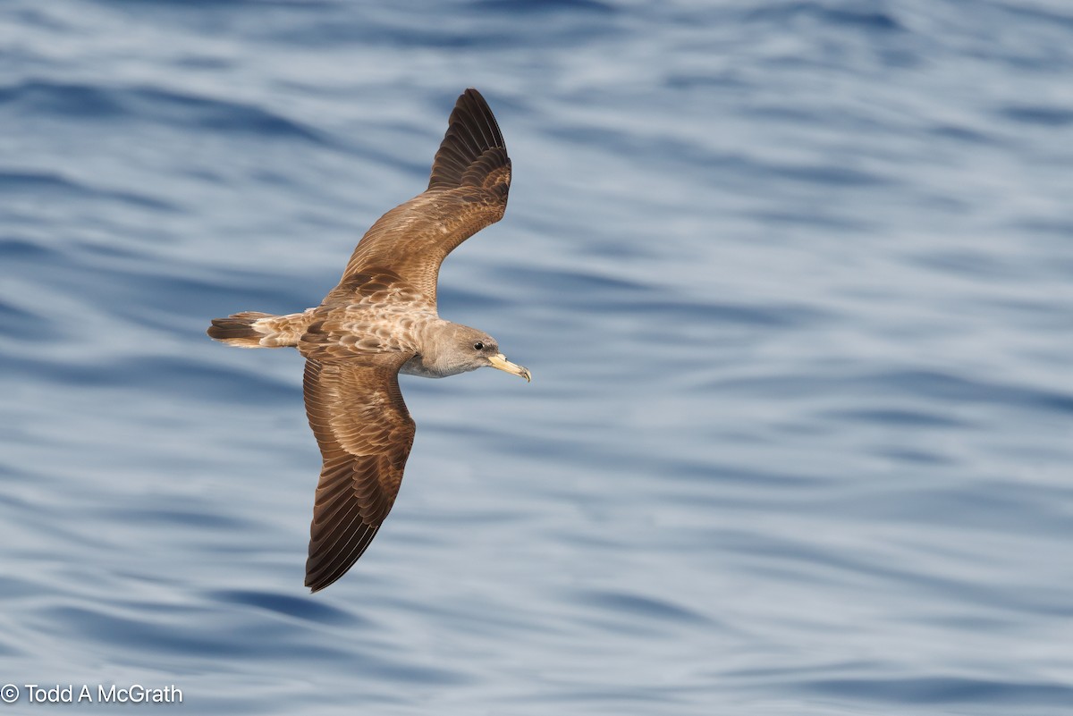 יסעור צפוני - ML637018774
