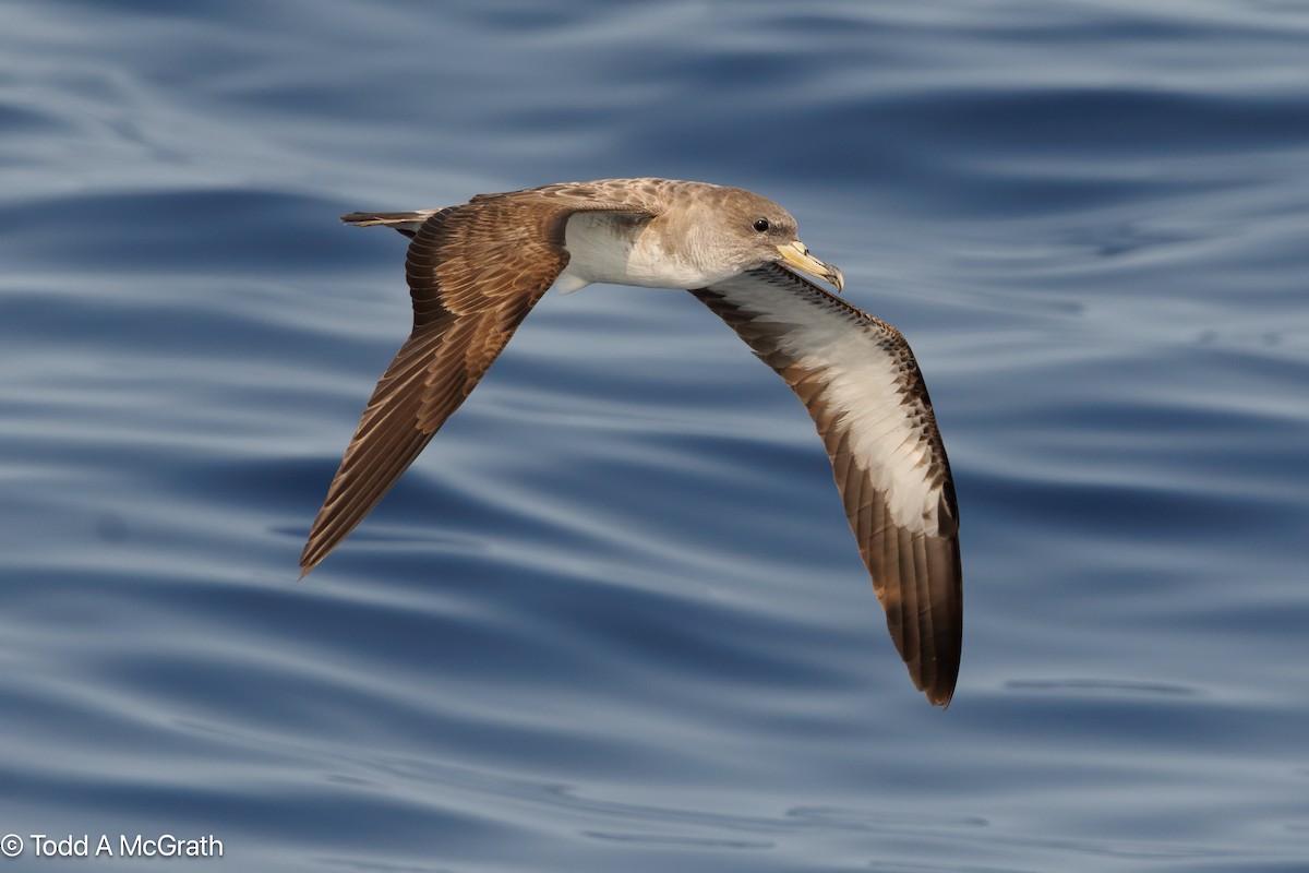 יסעור צפוני - ML637018776