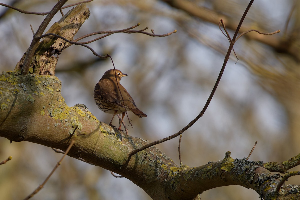 Song Thrush - ML637018912