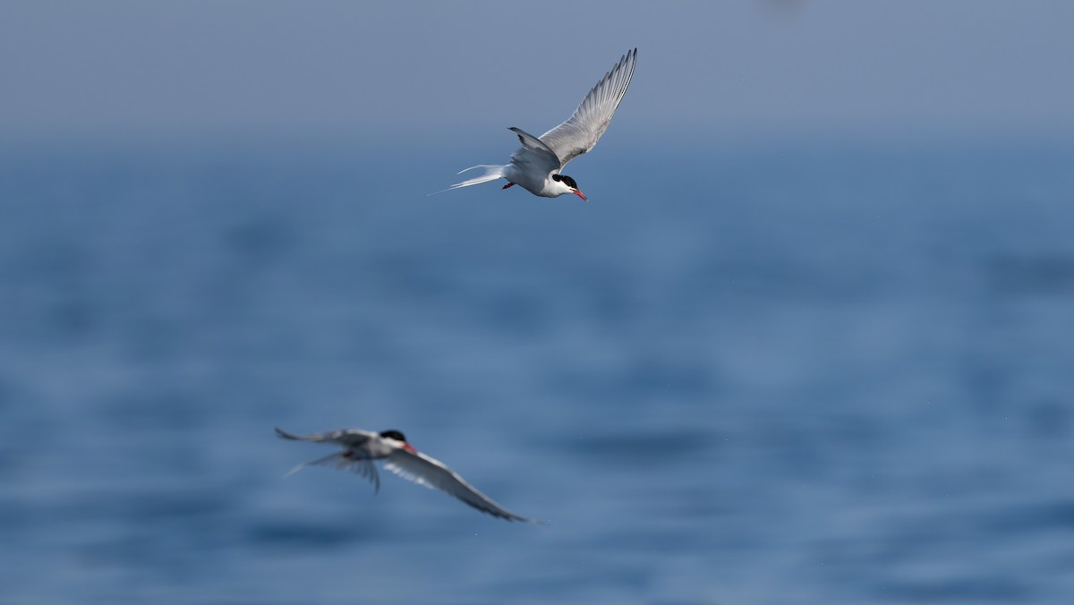 Arctic Tern - ML637018947