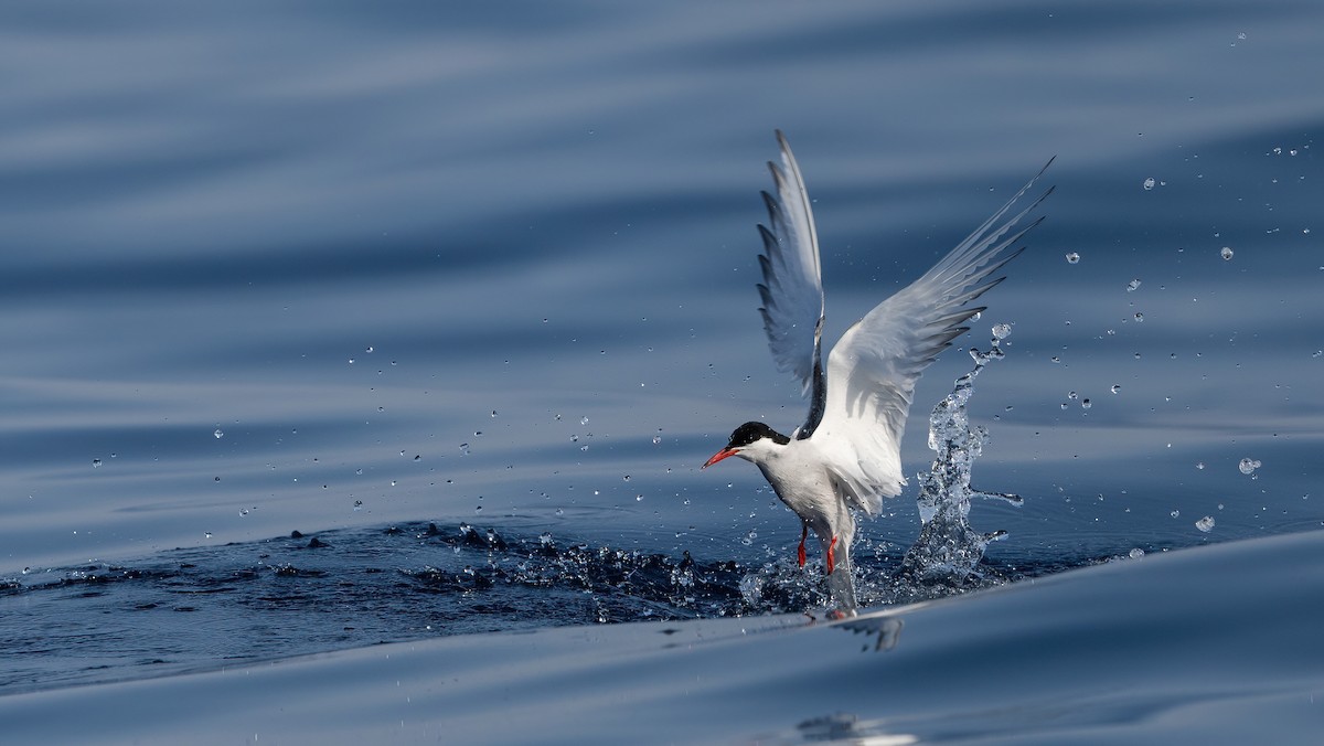 Arctic Tern - ML637018991