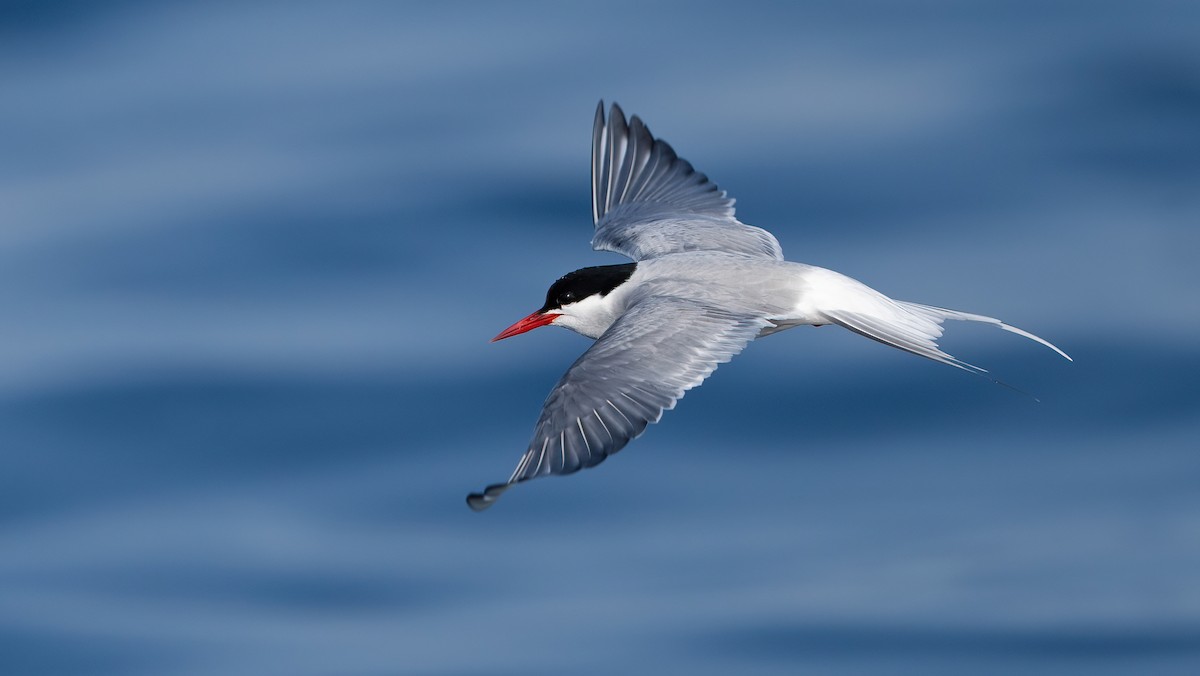 Arctic Tern - ML637019004