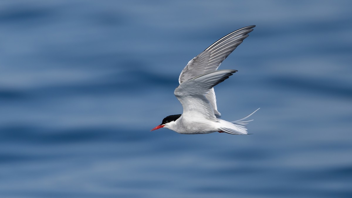 Arctic Tern - ML637019006