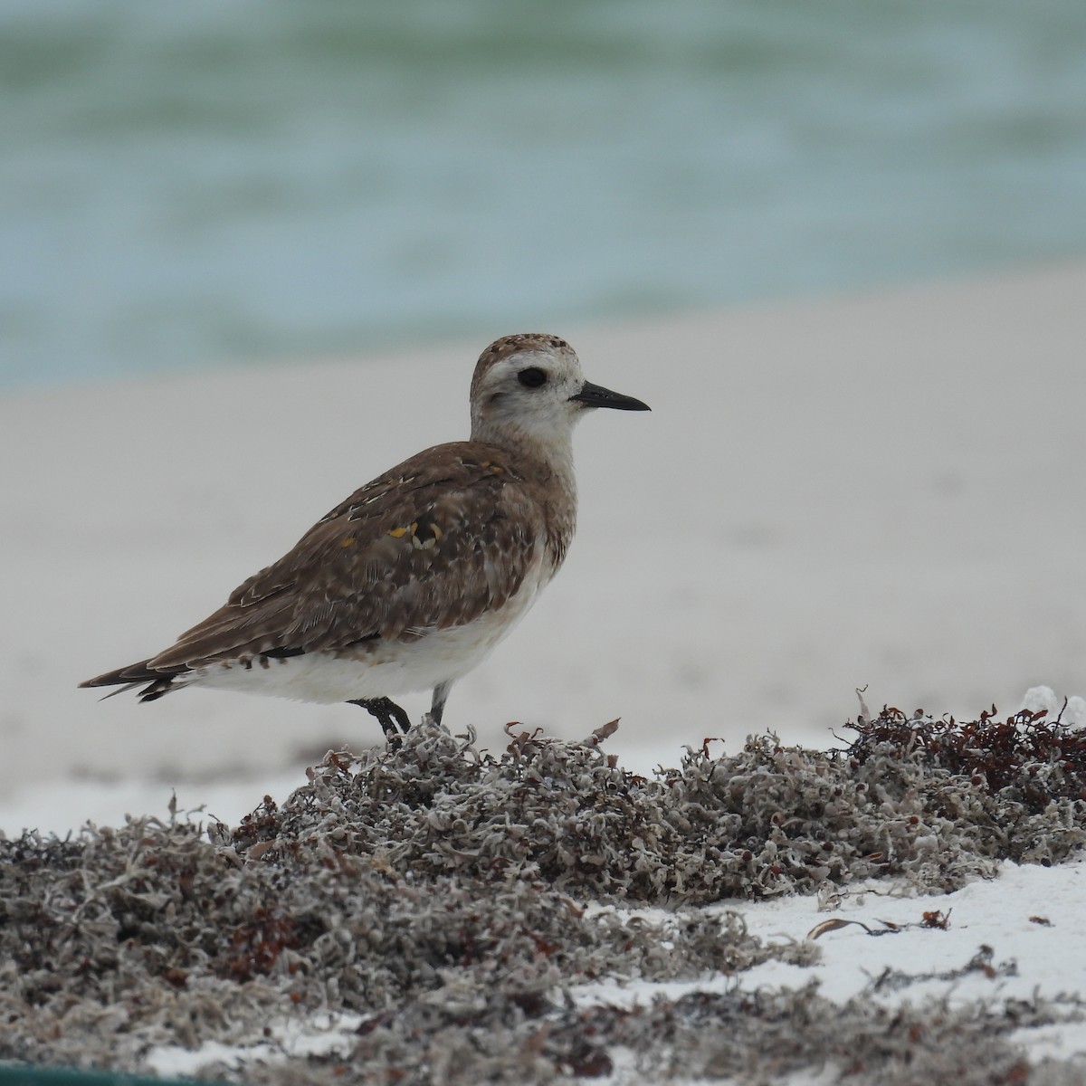 American Golden-Plover - ML637019039