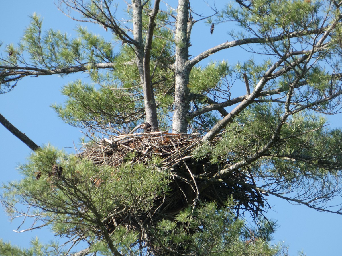 Bald Eagle - ML637019132