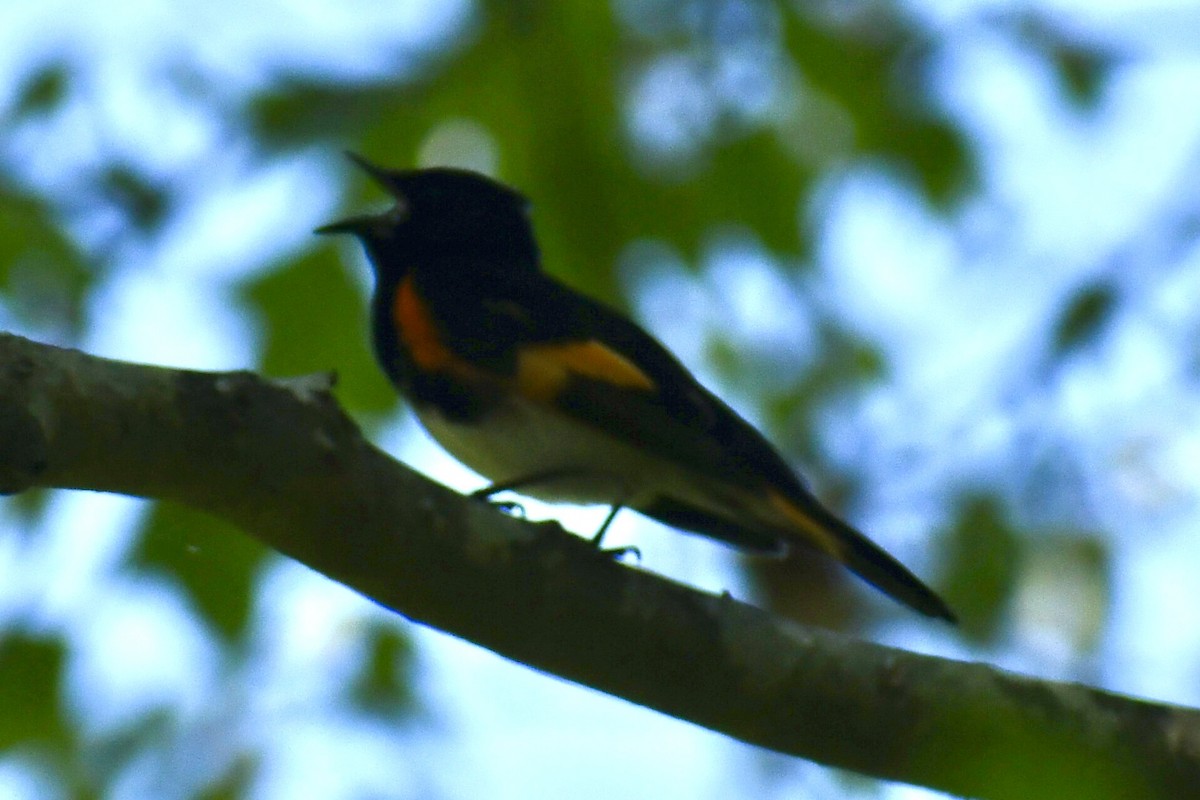 American Redstart - ML637019249