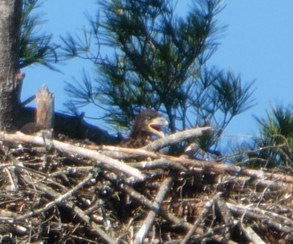 Bald Eagle - ML637019371
