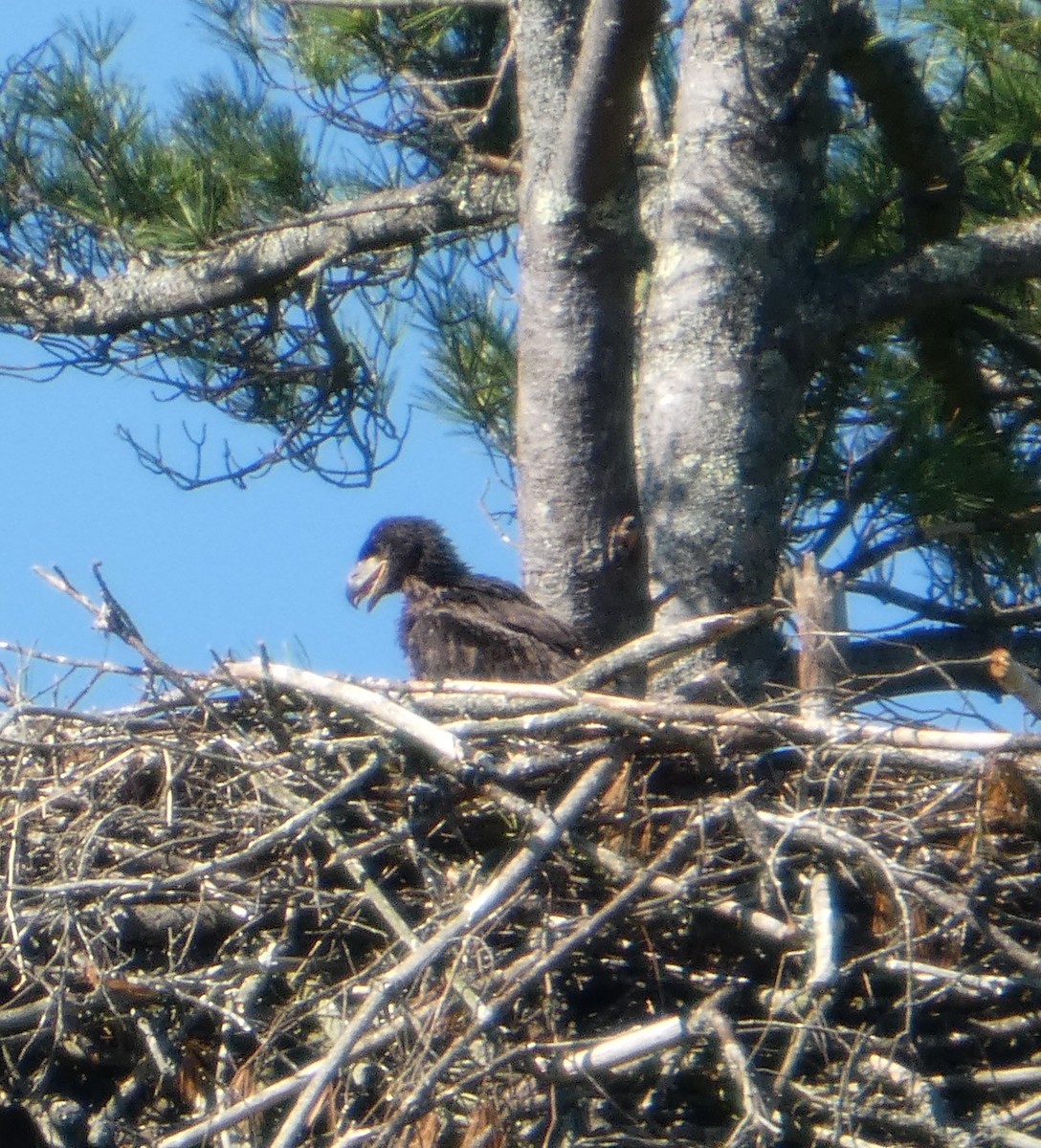 Bald Eagle - ML637019372