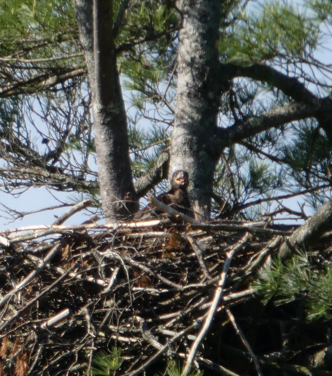 Bald Eagle - ML637019373