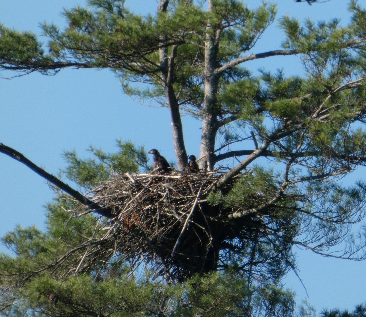 Bald Eagle - ML637019375