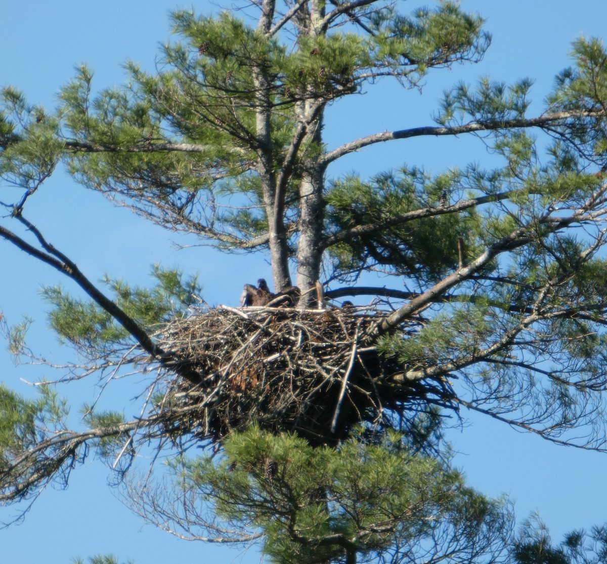 Bald Eagle - ML637019376