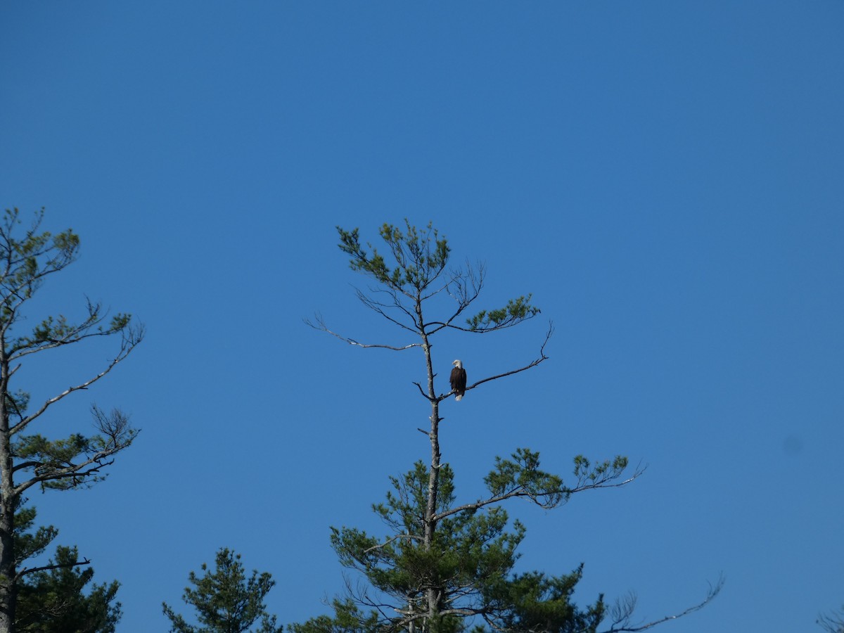 Bald Eagle - ML637019378