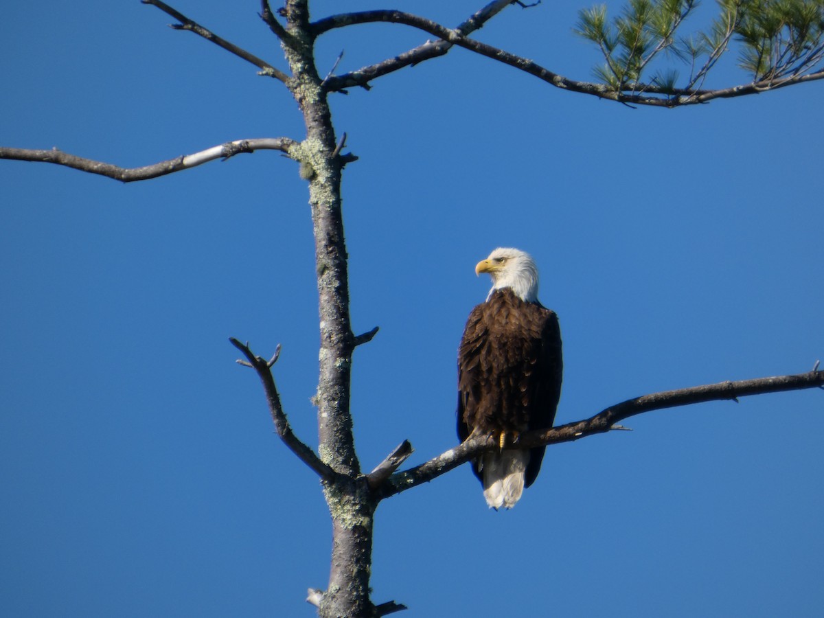 Bald Eagle - ML637019379