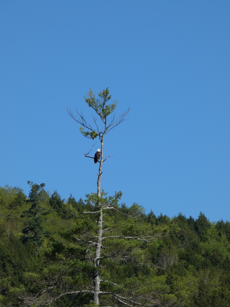 Bald Eagle - ML637019380
