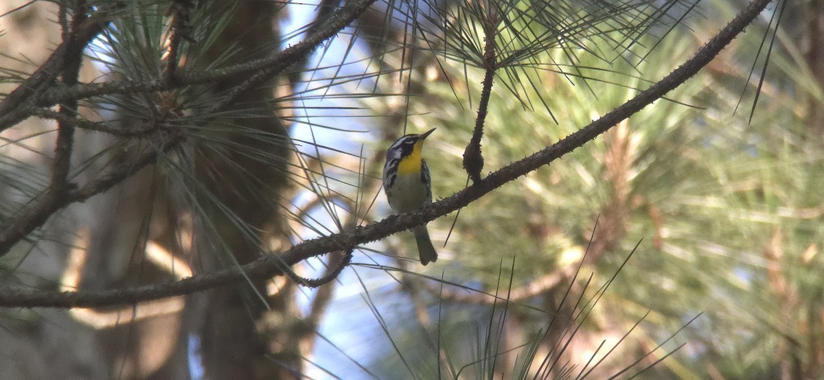 Yellow-throated Warbler - ML637019384
