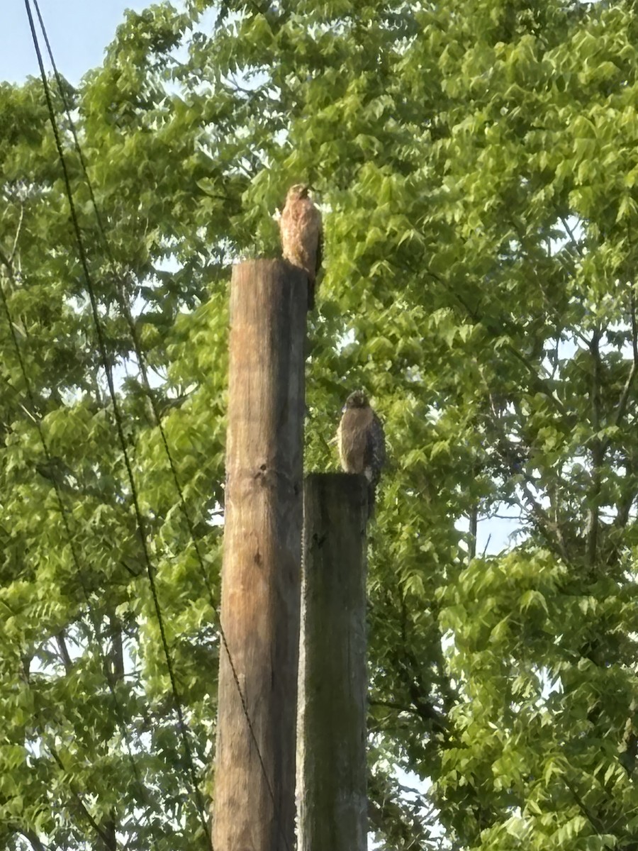 Red-shouldered Hawk - ML637019421