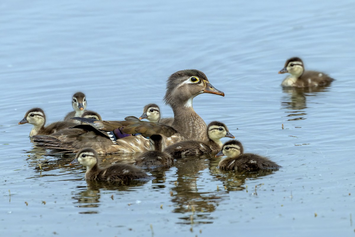 Wood Duck - ML637019546