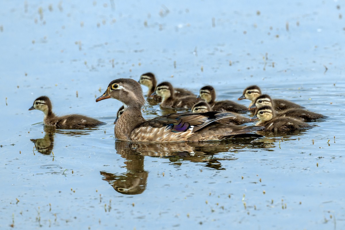 Wood Duck - ML637019547