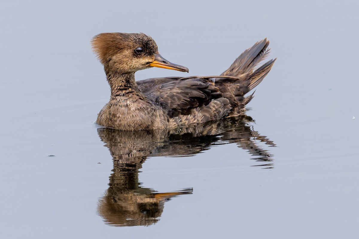 Hooded Merganser - ML637019556