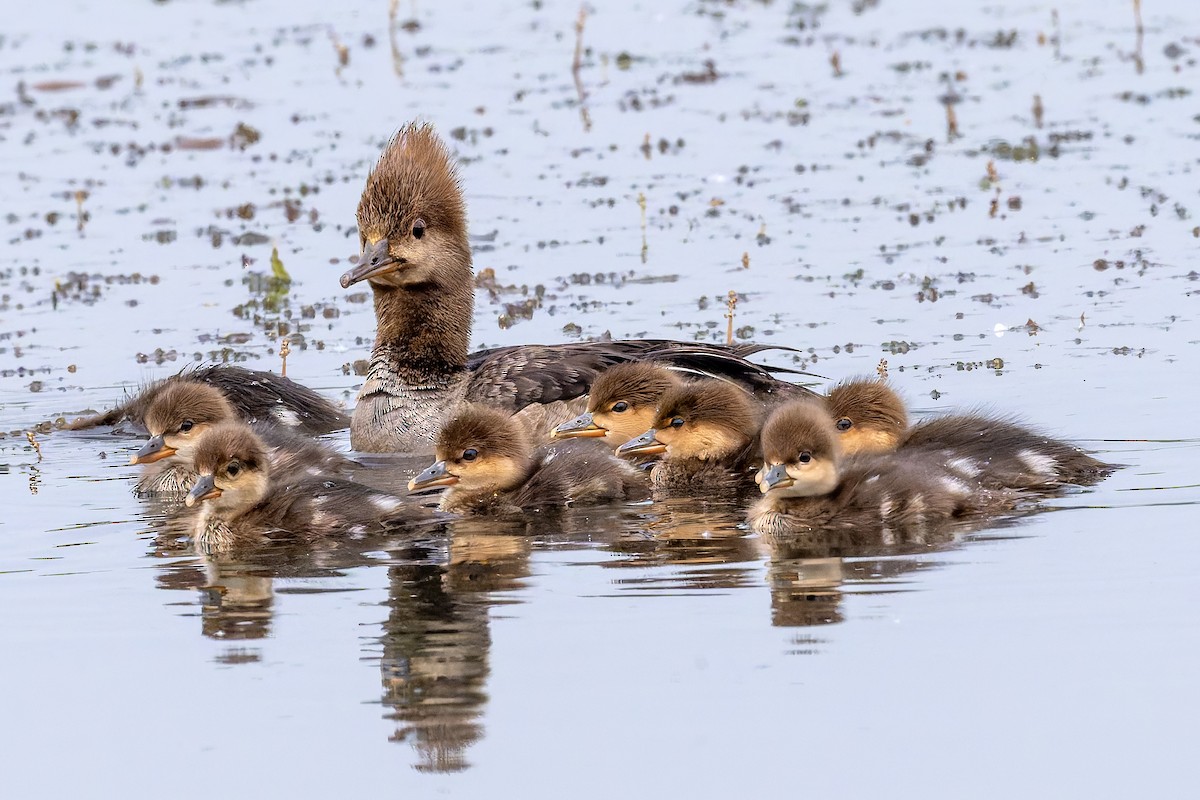 Hooded Merganser - ML637019557