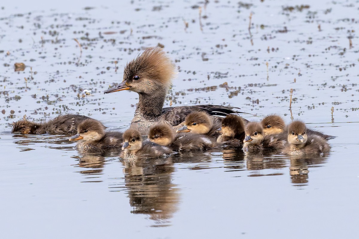 Hooded Merganser - ML637019558