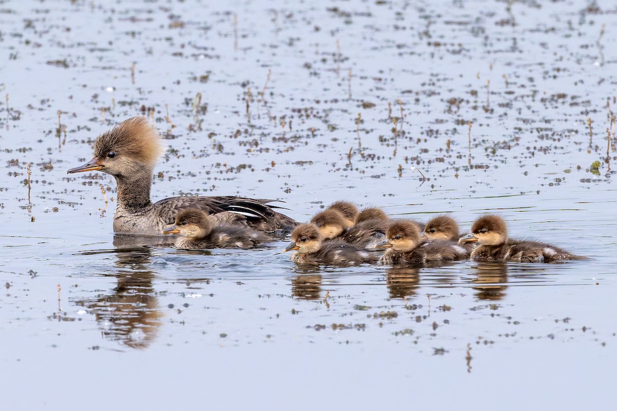 Hooded Merganser - ML637019559