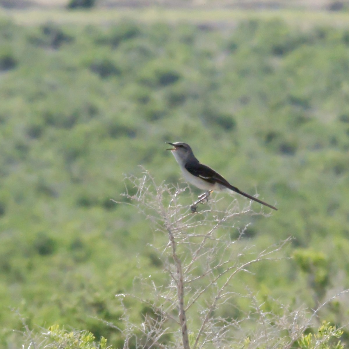 Northern Mockingbird - ML637019570