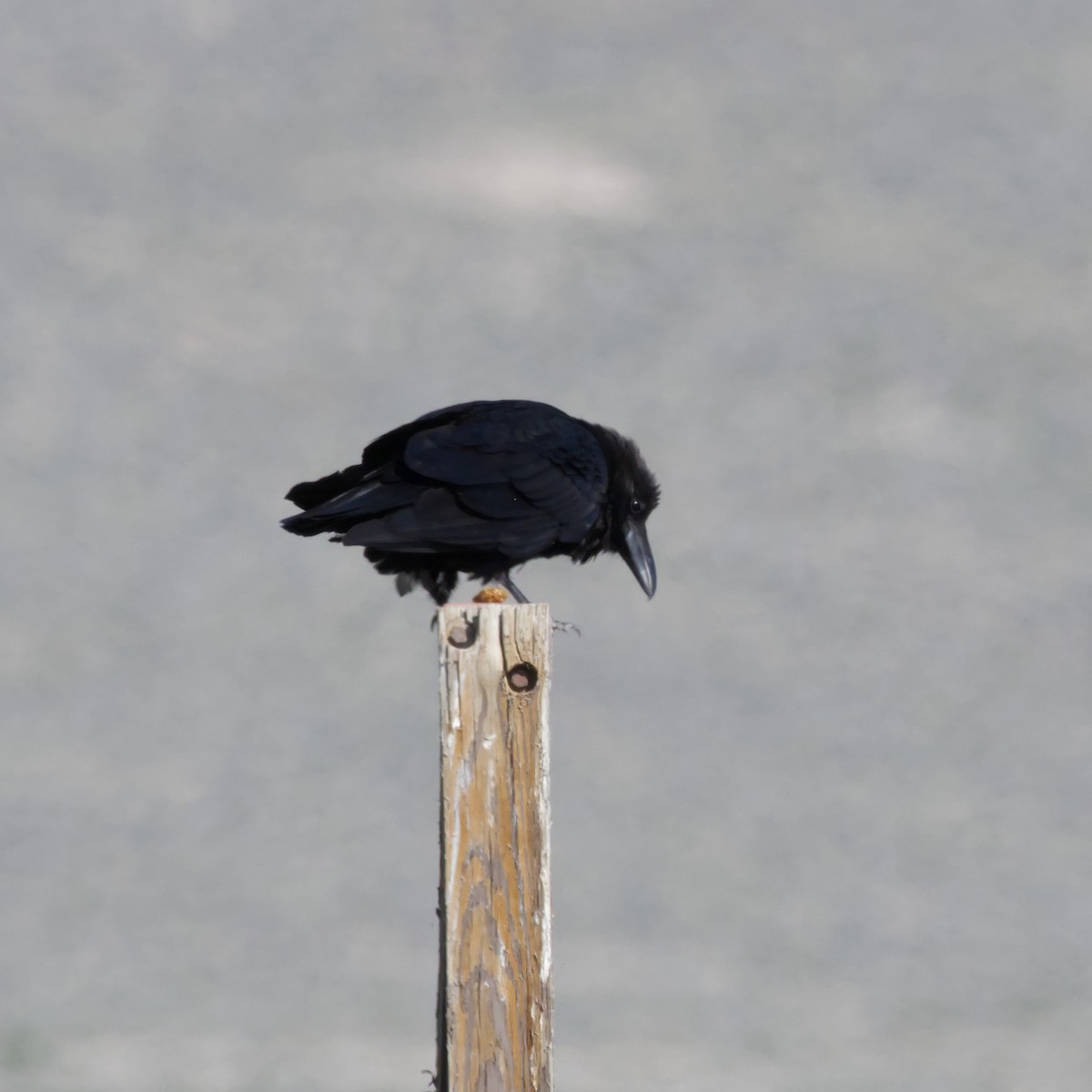 Common Raven - ML637019574