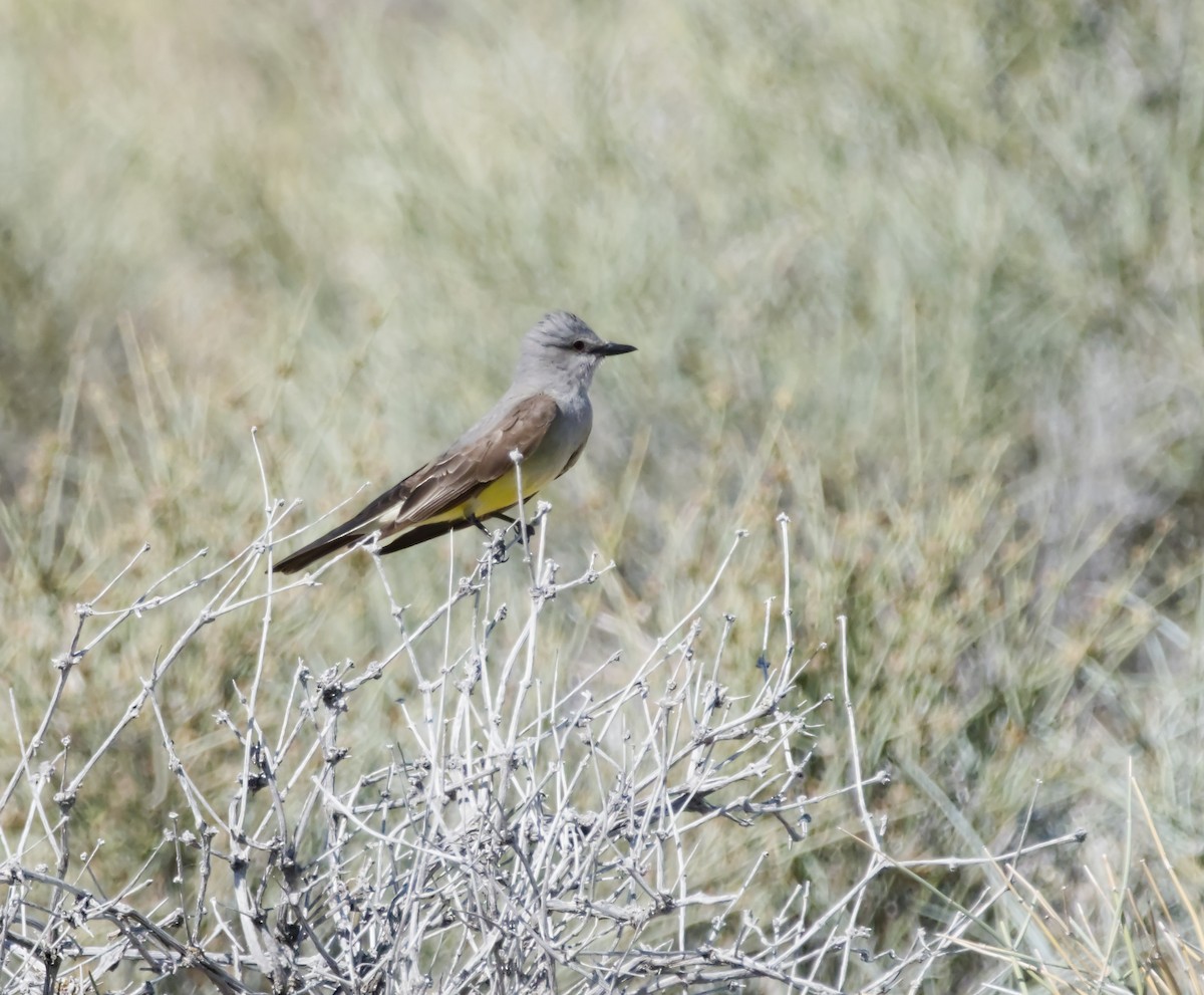 Western Kingbird - ML637019576