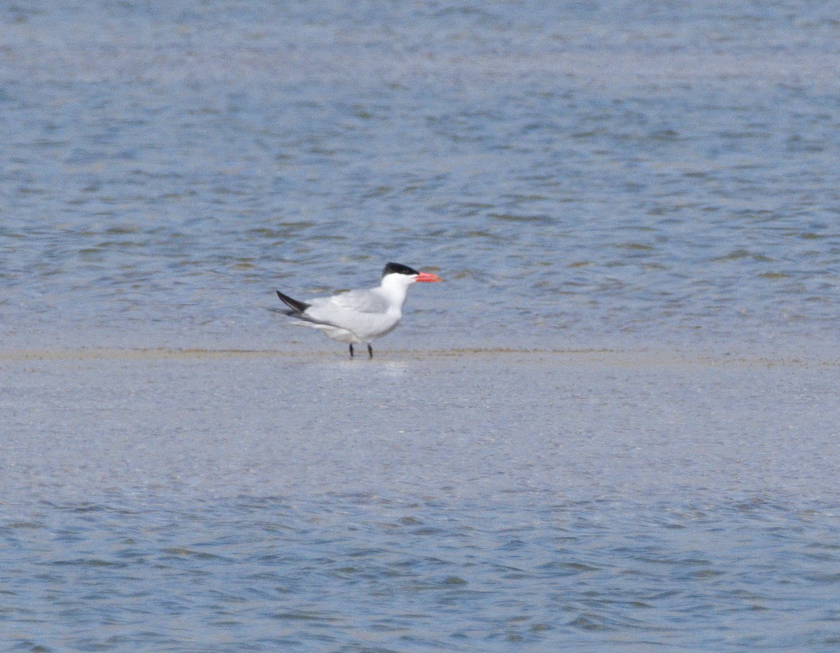 Caspian Tern - ML637019578