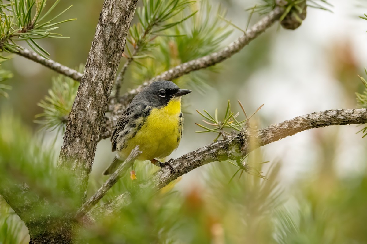 Kirtland's Warbler - ML637019593