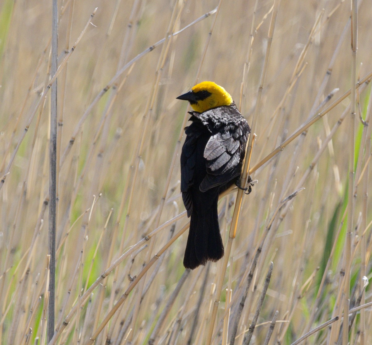 Yellow-headed Blackbird - ML637019596