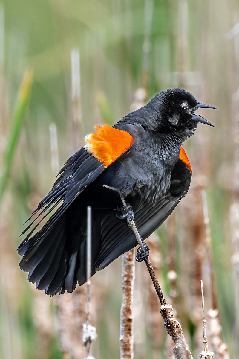 Red-winged Blackbird - ML637019636