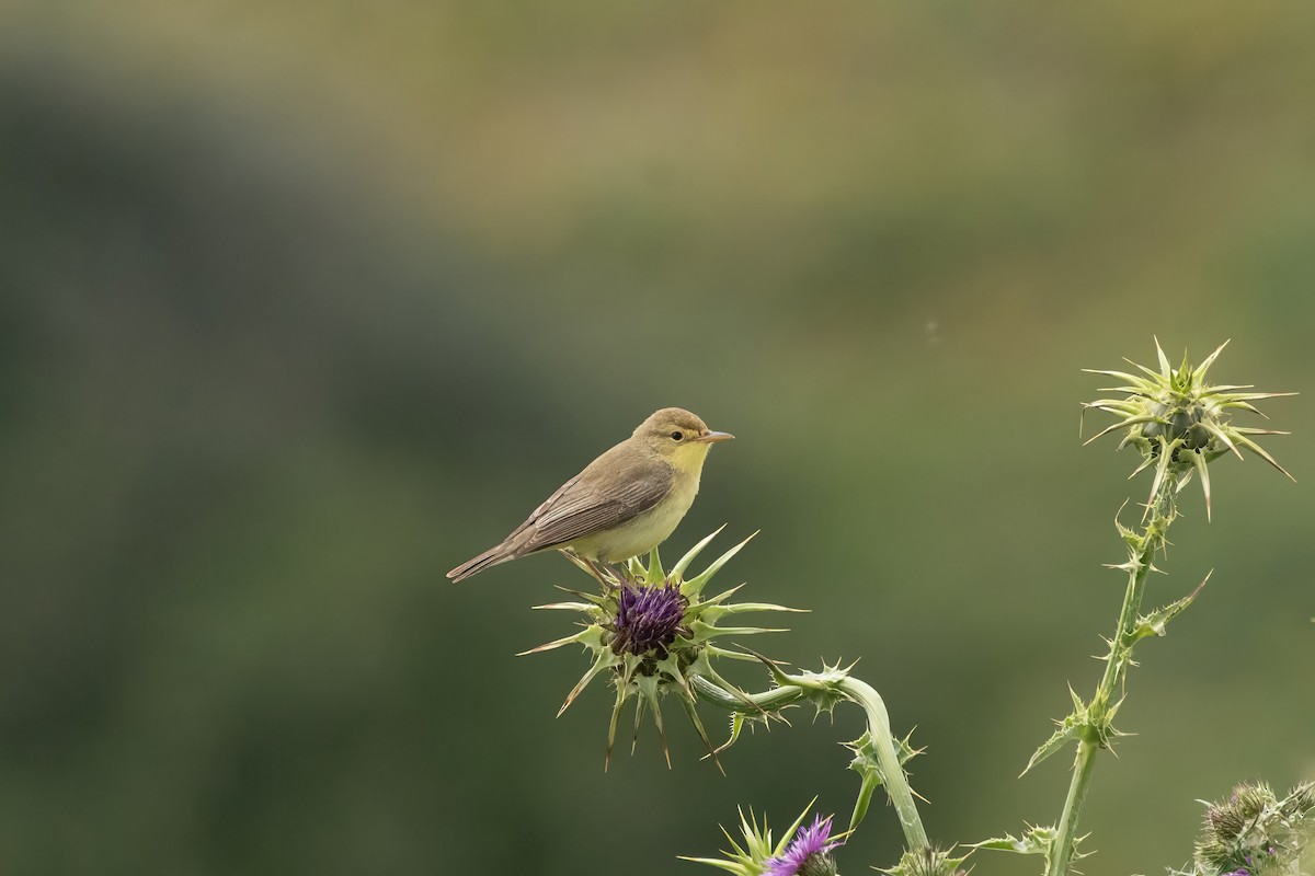 Melodious Warbler - ML637019651