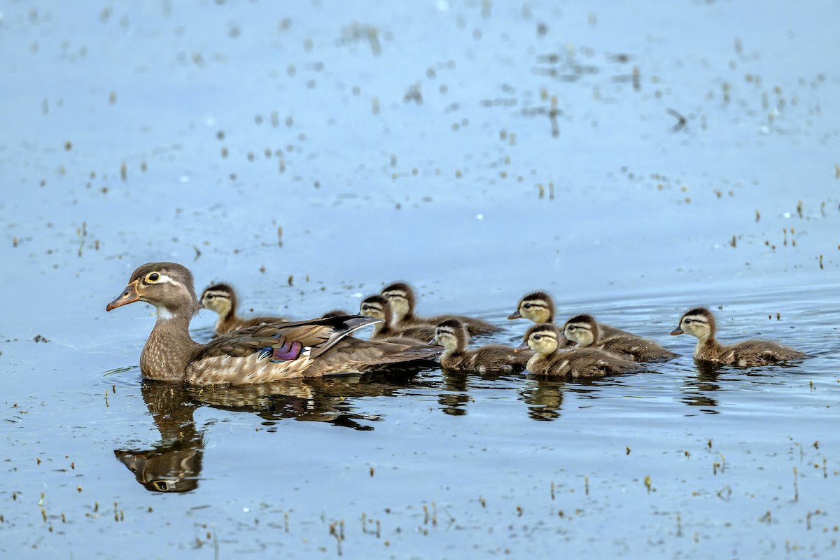 Wood Duck - ML637019652