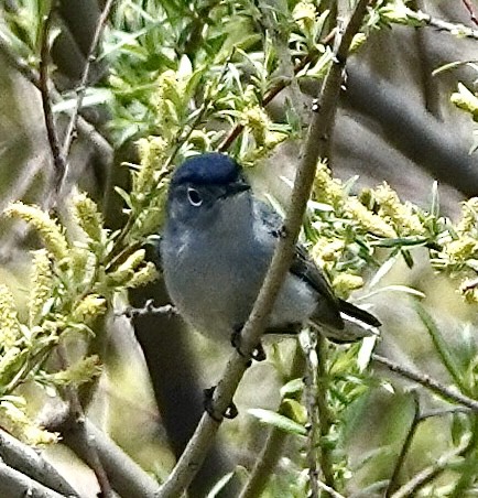 Blue-gray Gnatcatcher - ML637019683