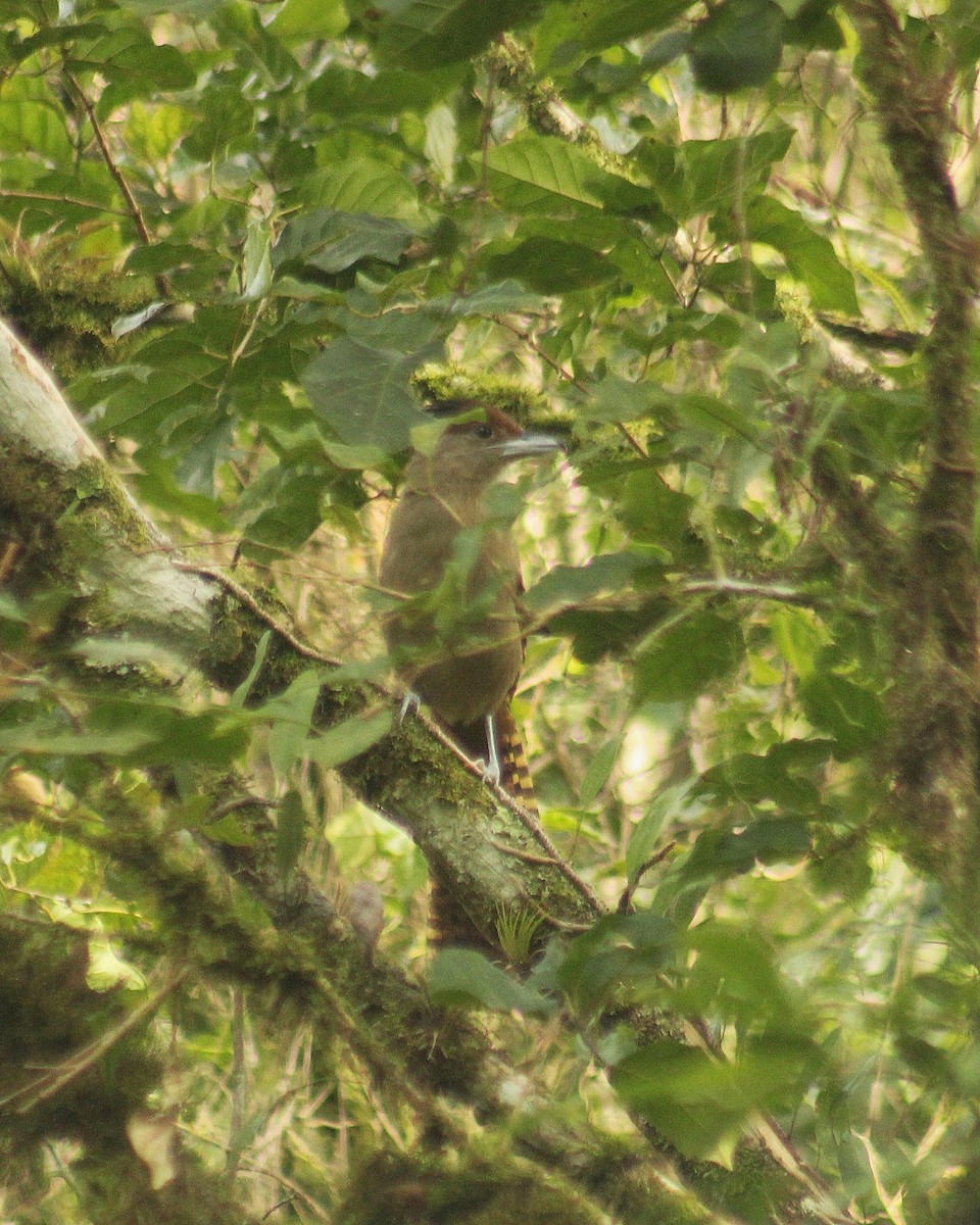 Giant Antshrike - ML637019704