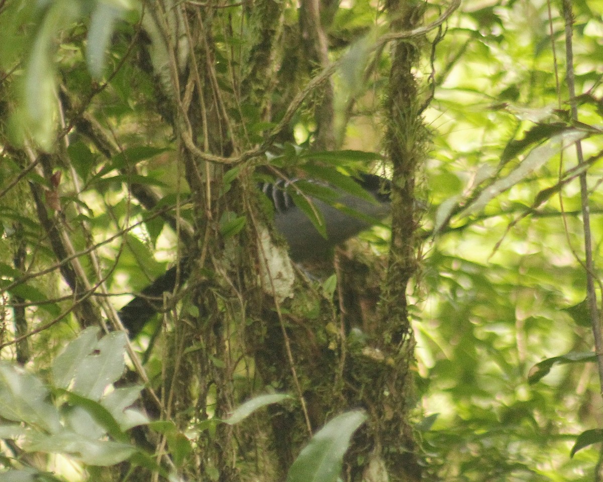 Giant Antshrike - ML637019708