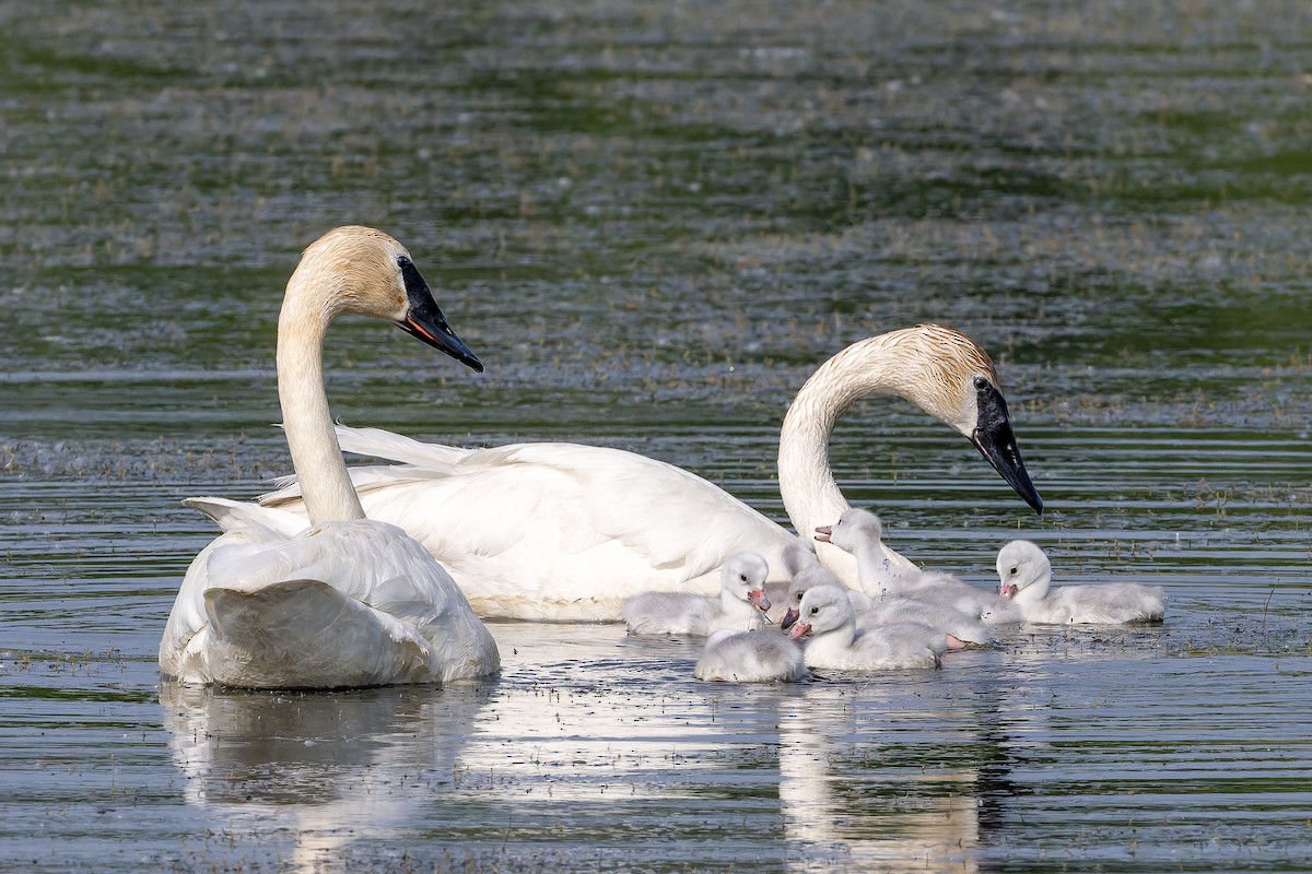 Trumpeter Swan - ML637019739