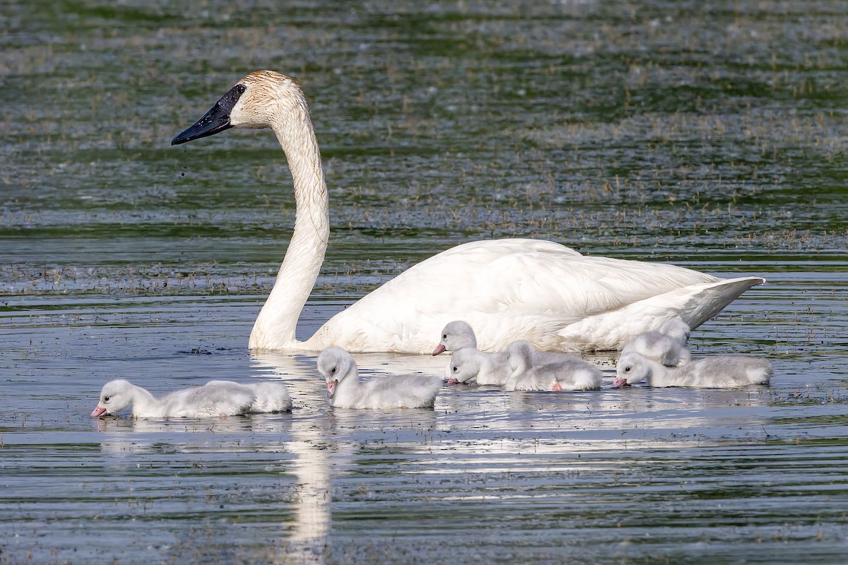 Trumpeter Swan - ML637019740