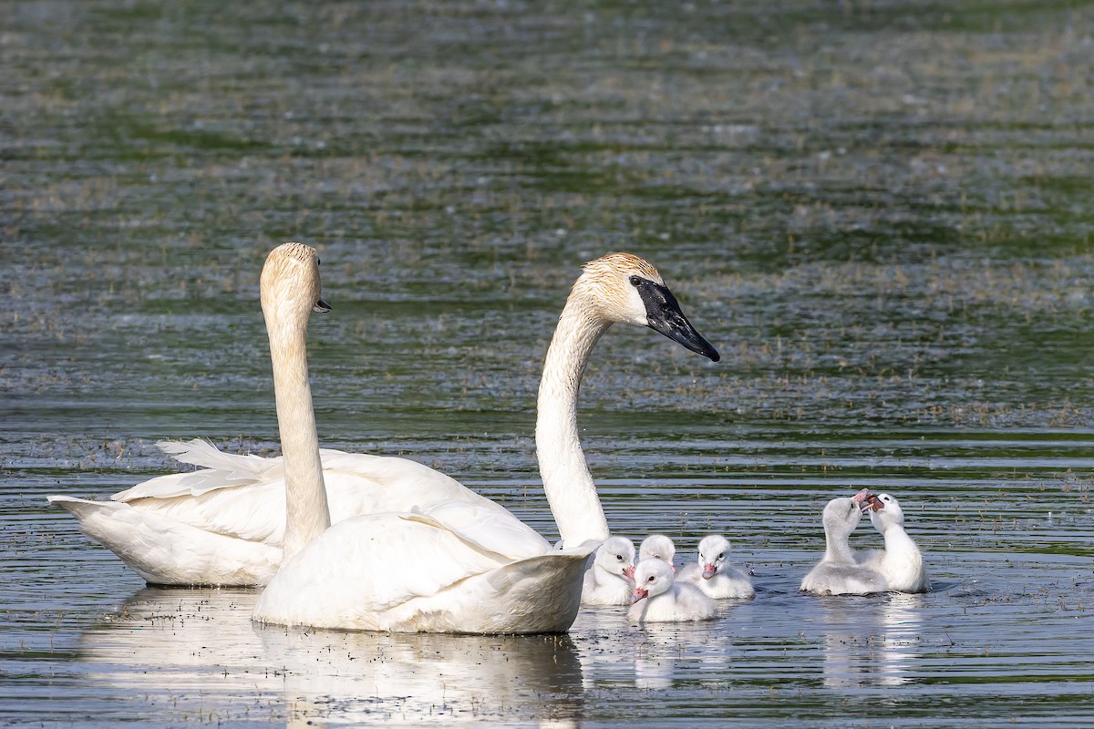Trumpeter Swan - ML637019741