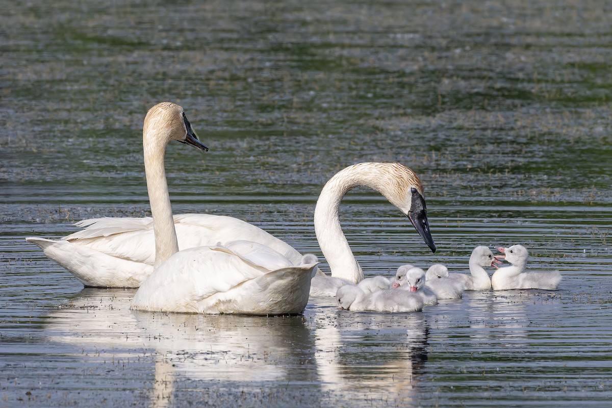 Trumpeter Swan - ML637019742