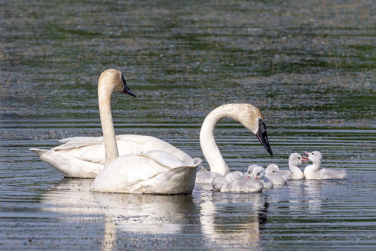 Trumpeter Swan - ML637019743