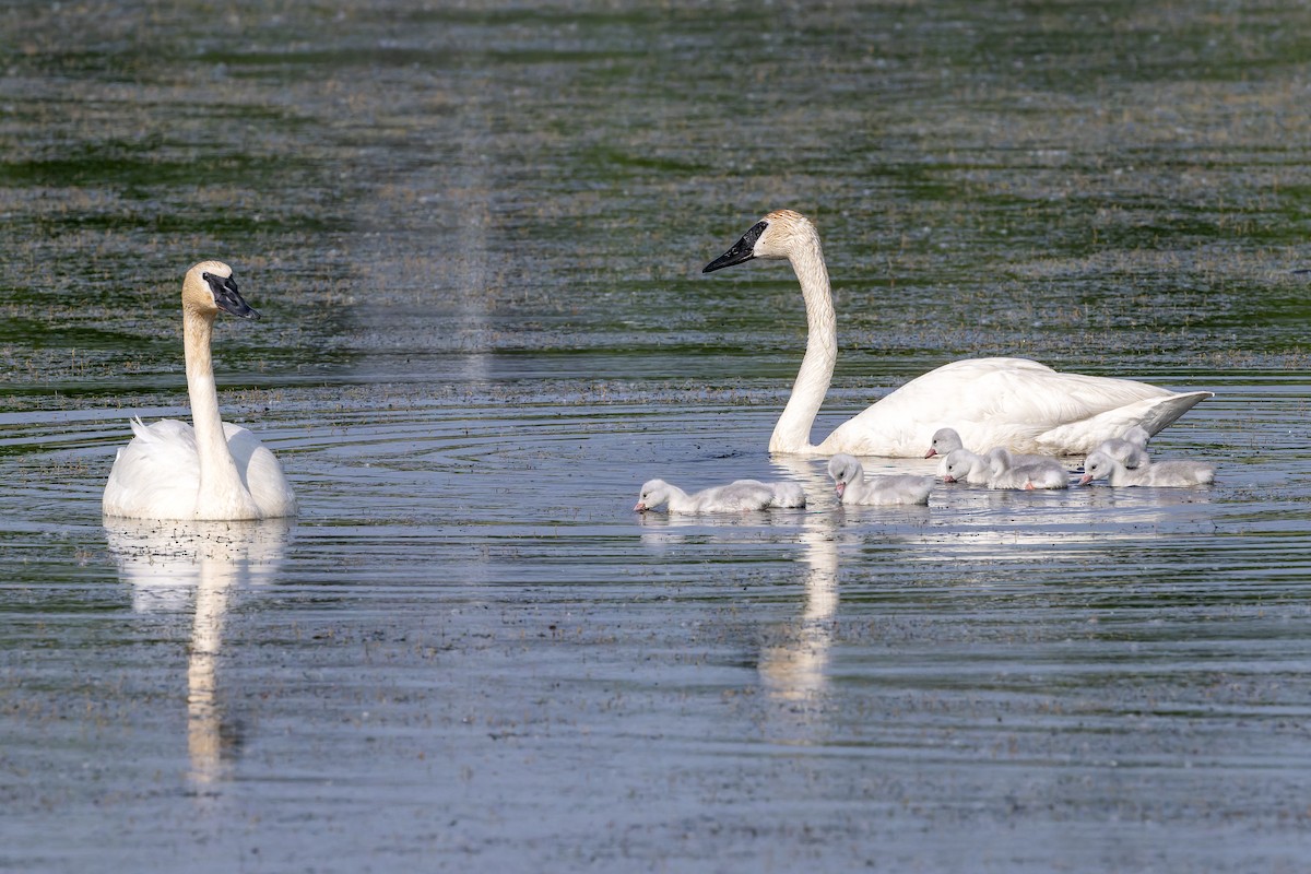 Trumpeter Swan - ML637019744