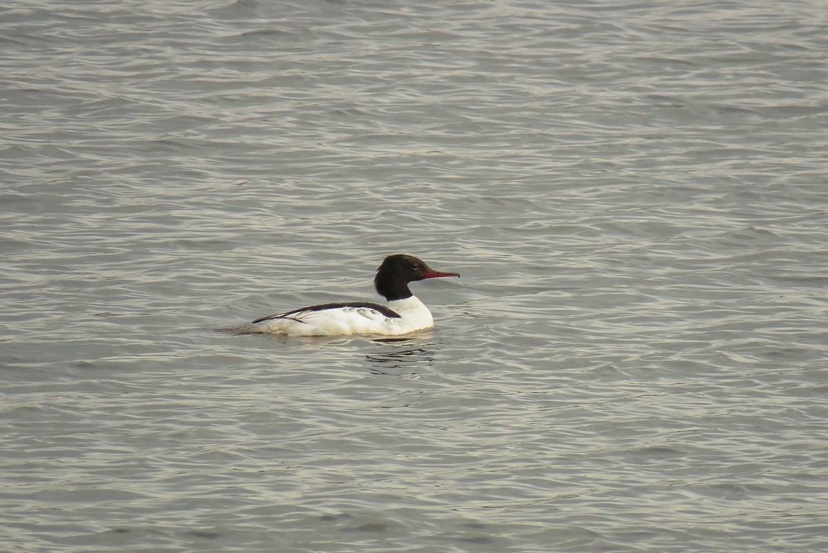 Smergo maggiore - ML637019823