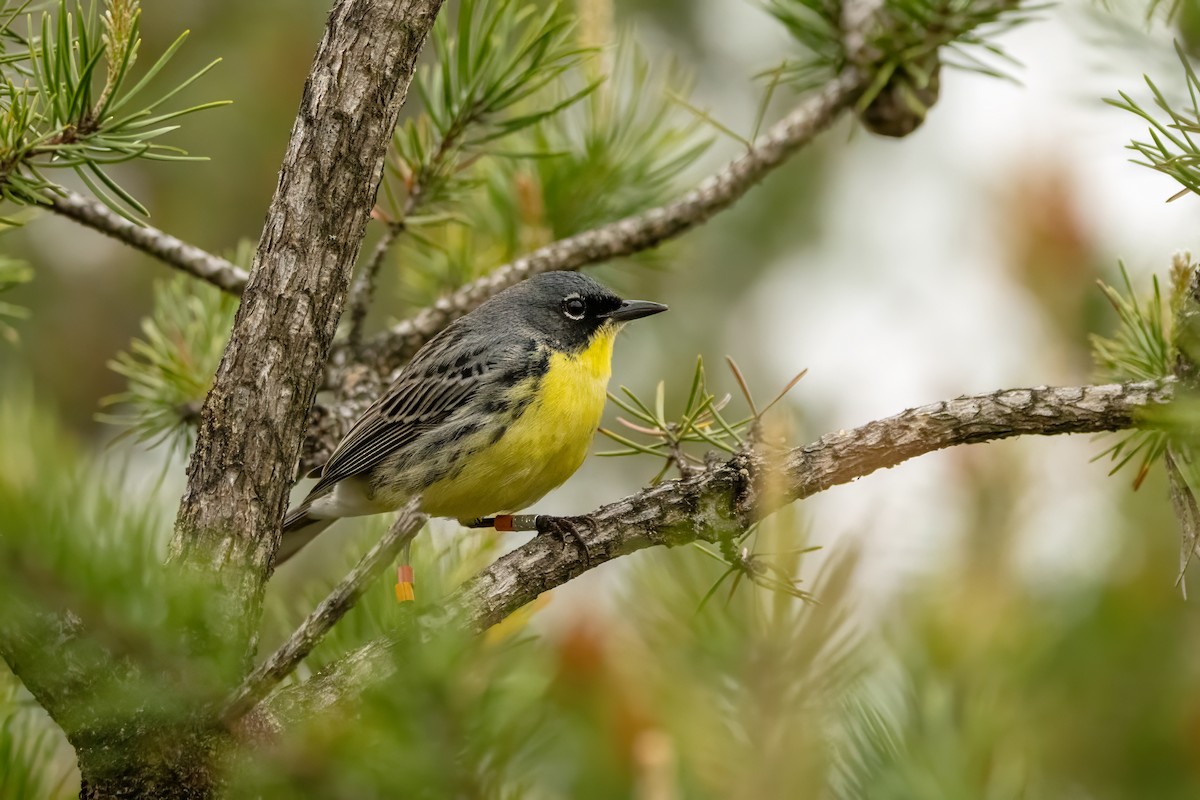 Kirtland's Warbler - ML637019827