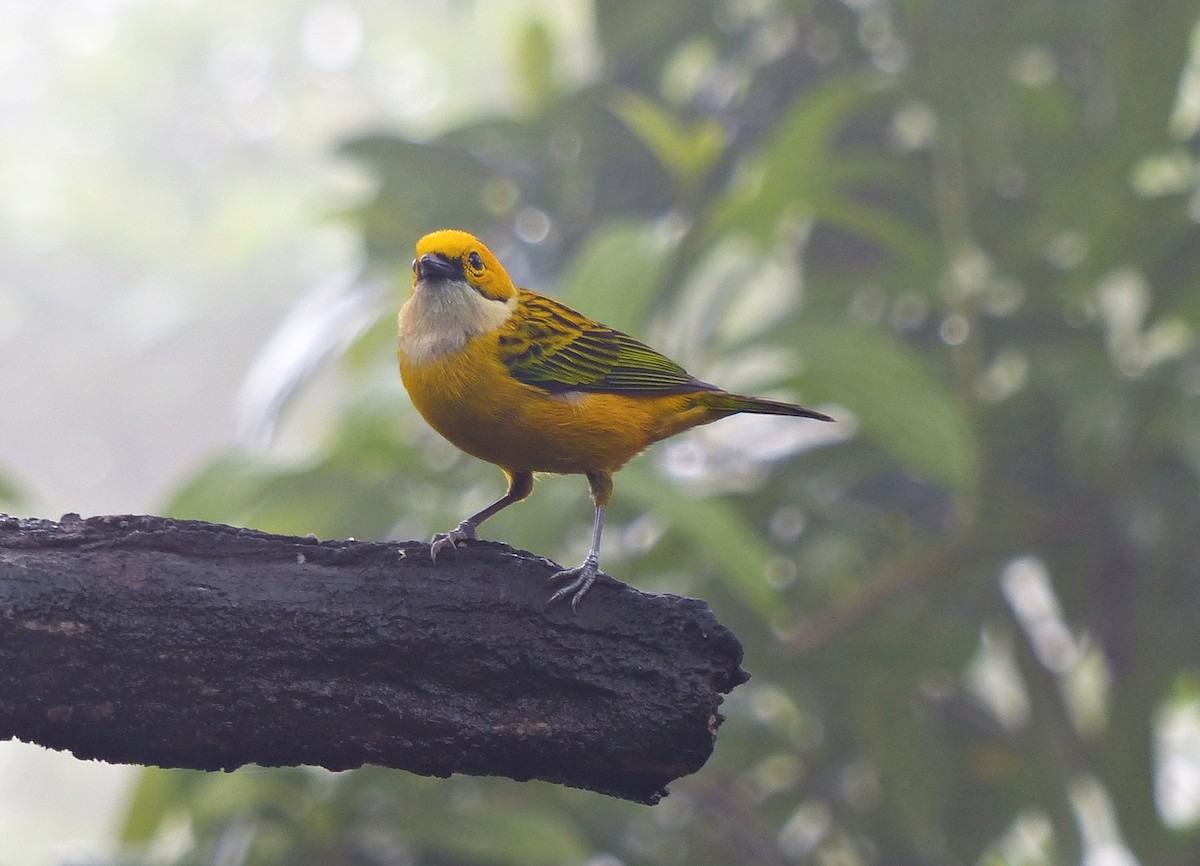 Silver-throated Tanager - ML637019998