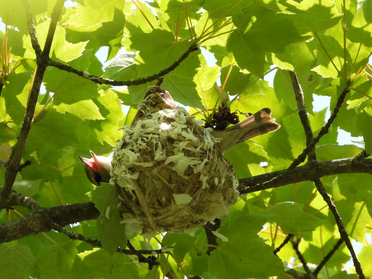 Warbling Vireo - ML637020022