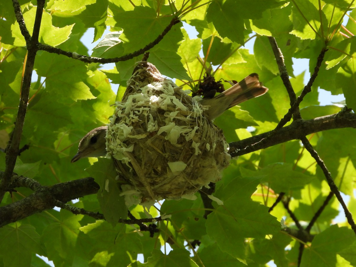 Warbling Vireo - ML637020023