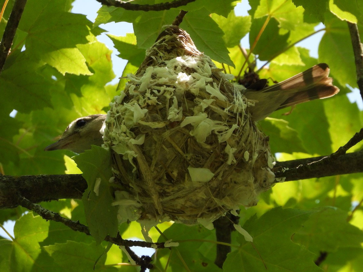 Warbling Vireo - ML637020024